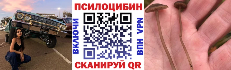 Галлюциногенные грибы Psilocybe  где купить наркотик  Беломорск 